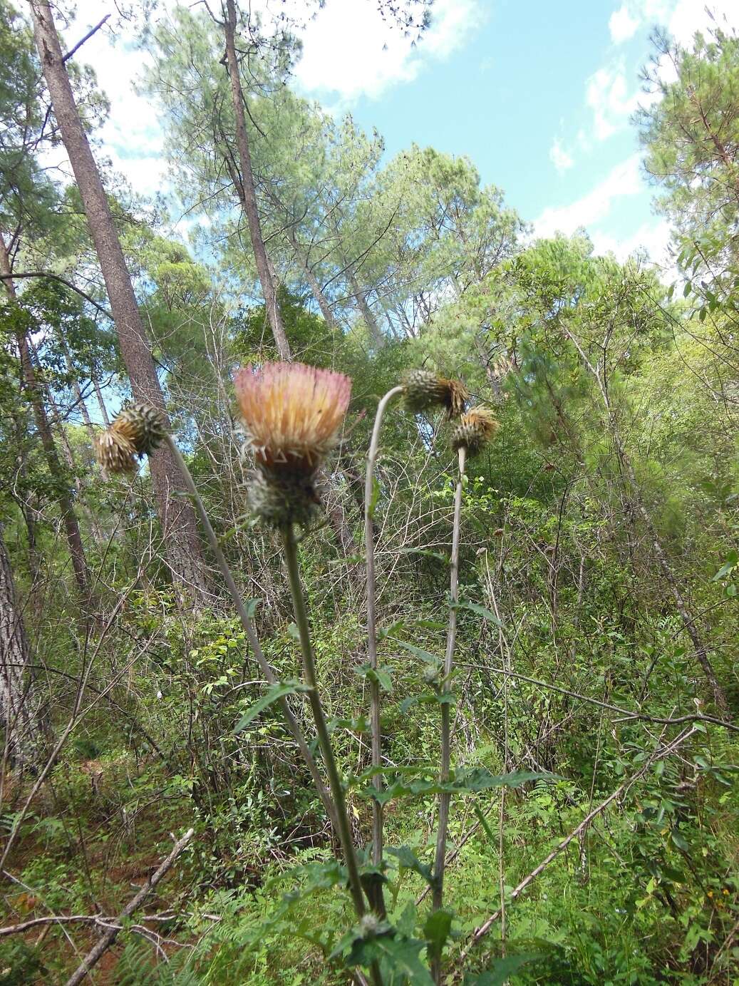 Imagem de Cirsium subcoriaceum (Less.) Sch. Bip. ex Seem.