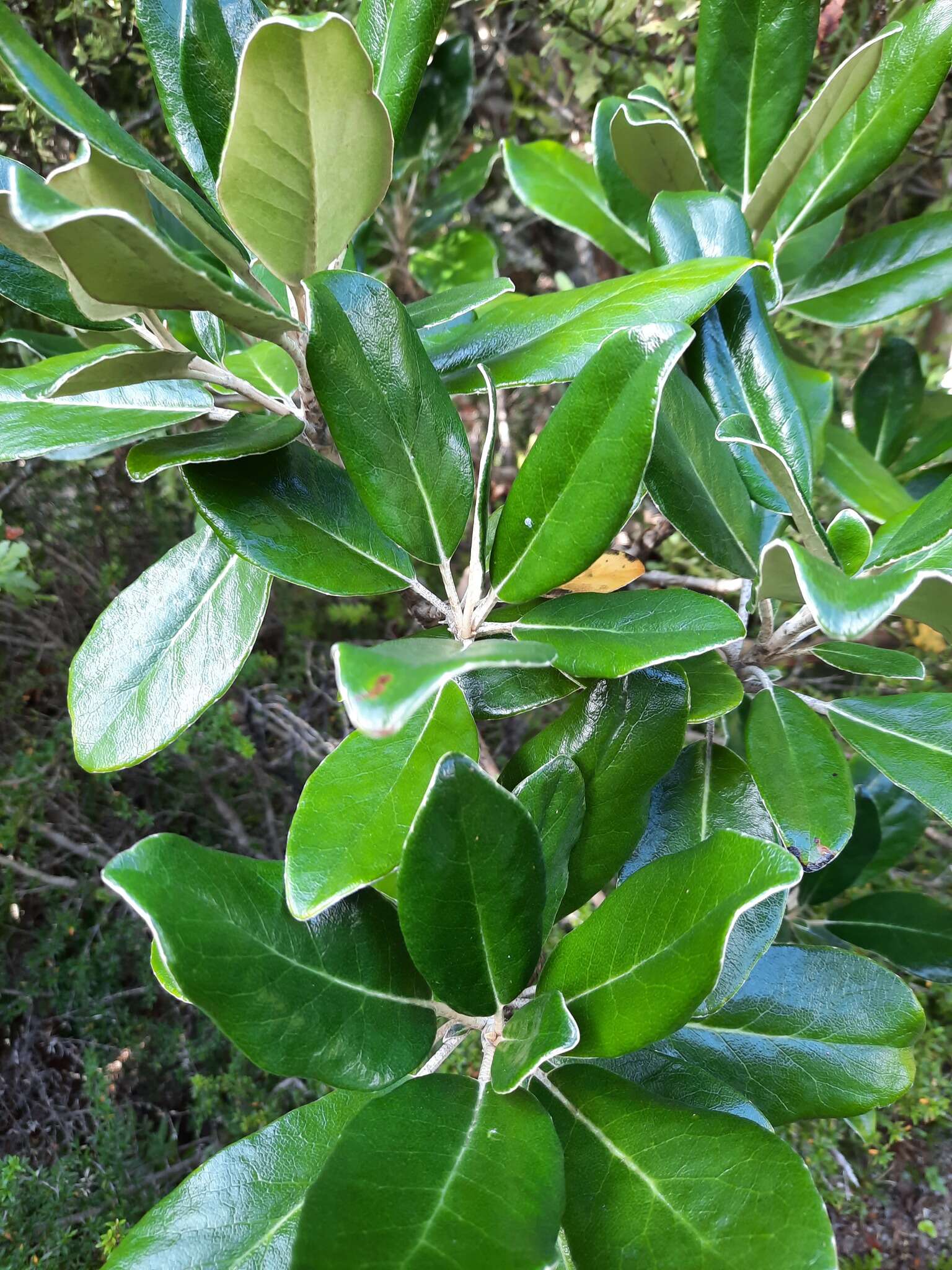 Image of Brachyglottis buchananii (J. B. Armstr.) B. Nord.