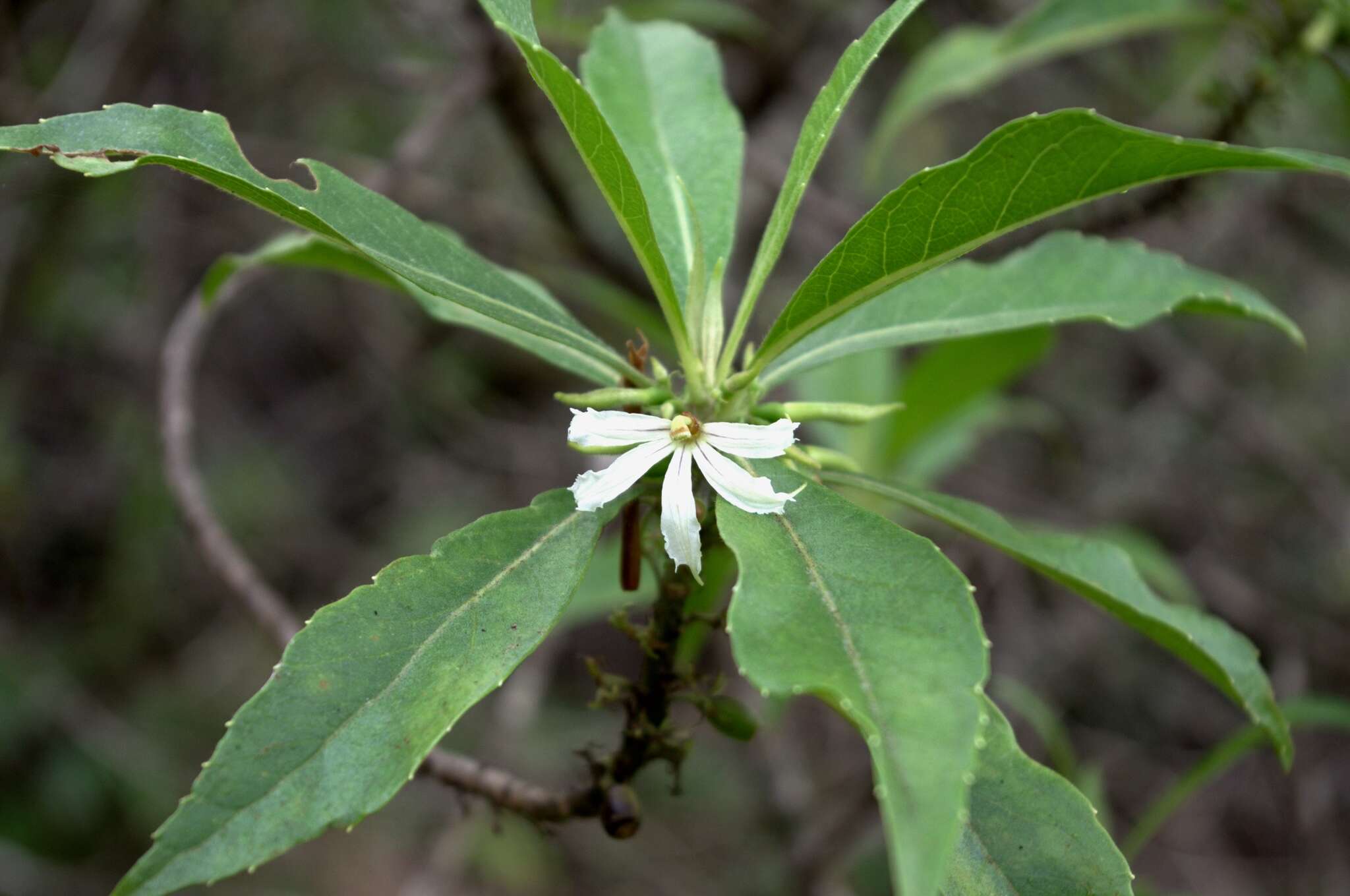 Image de Scaevola procera Hillebr.