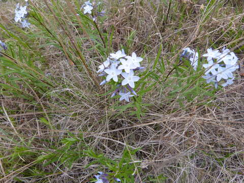 Image of Texas bluestar