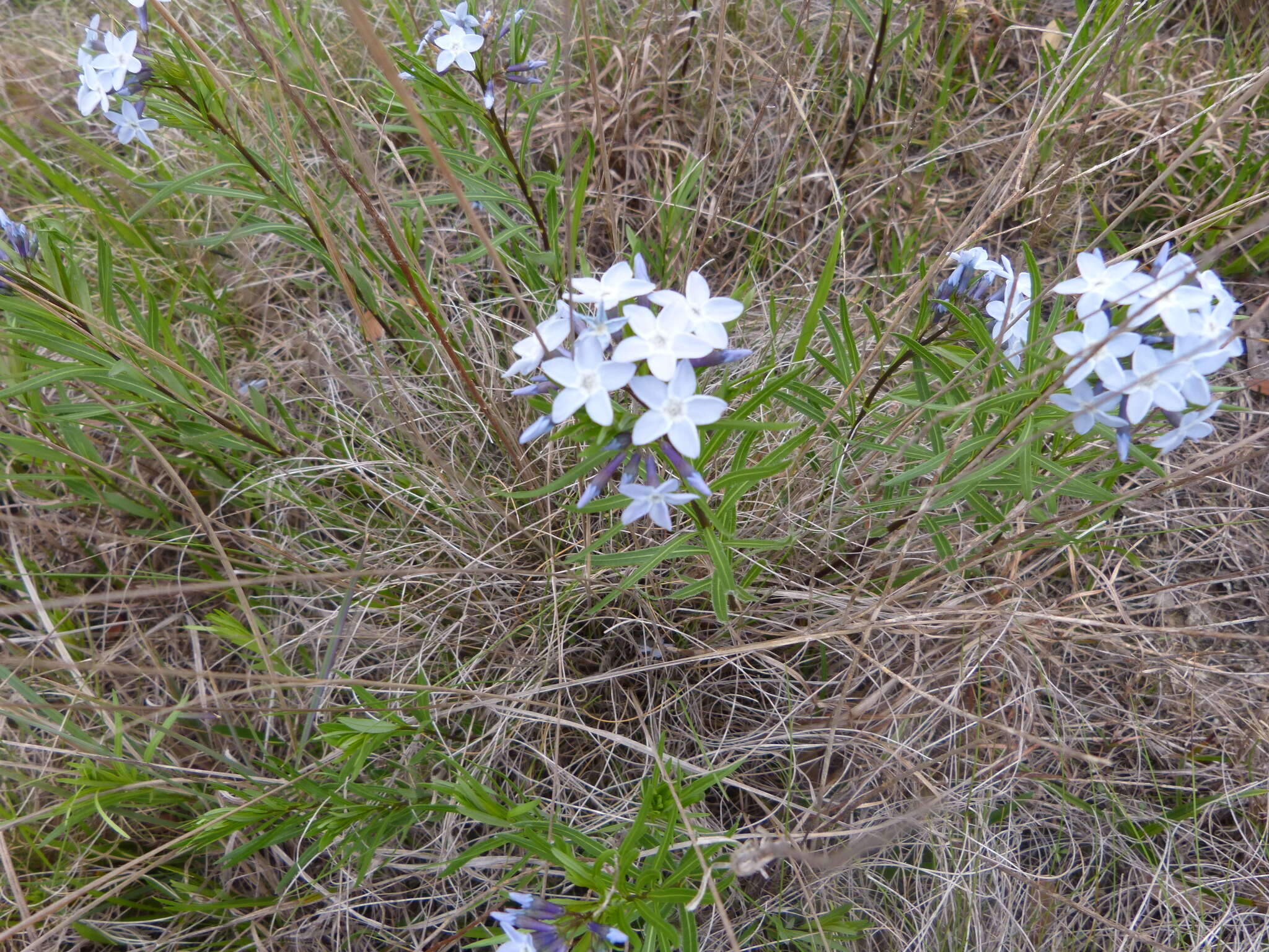 Image de Amsonia ciliata var. texana (A. Gray) J. M. Coult.