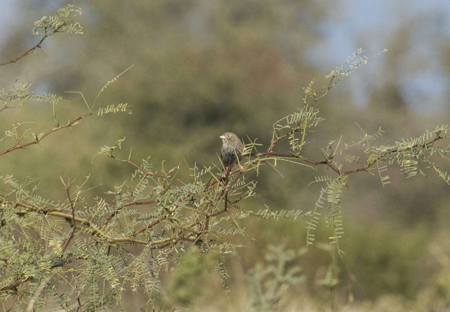 صورة Rhopospina carbonaria