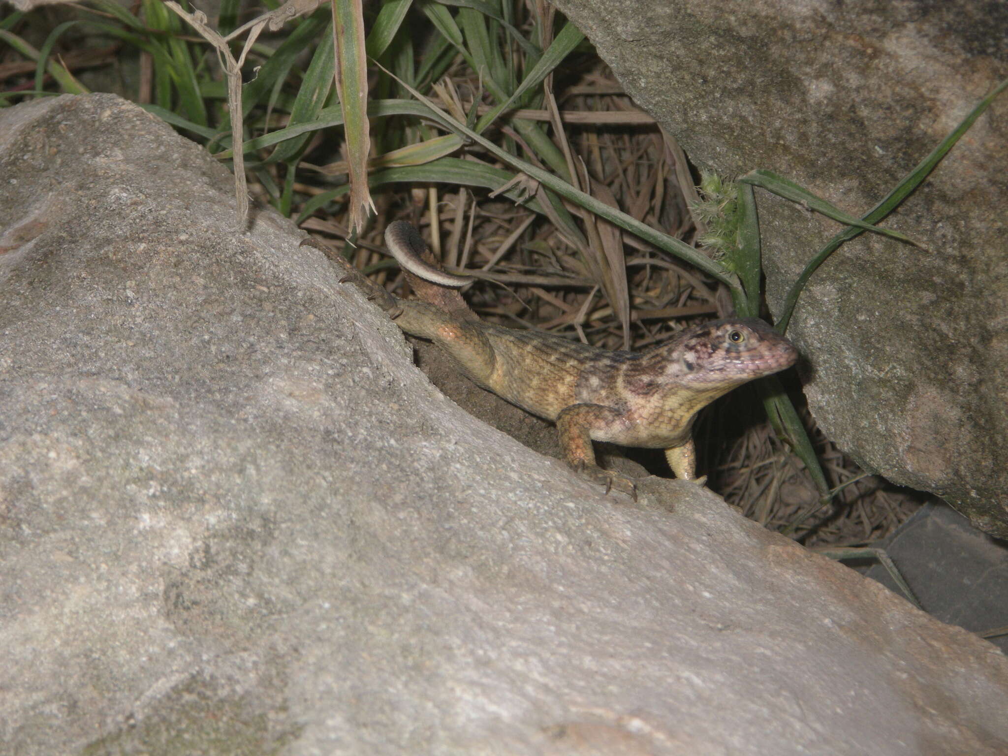 صورة Leiocephalus carinatus carinatus Gray 1827