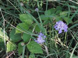 Cephalaria transsylvanica (L.) Schrad. ex Roem. & Schult. resmi