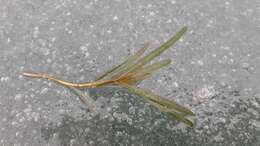 Image of Blunt-leaved Pondweed