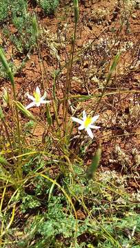 Image of Pauridia serrata subsp. albiflora (Nel) Snijman & Kocyan