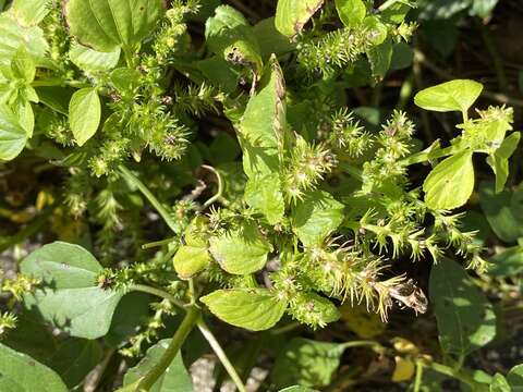 Image de Acalypha setosa A. Rich.