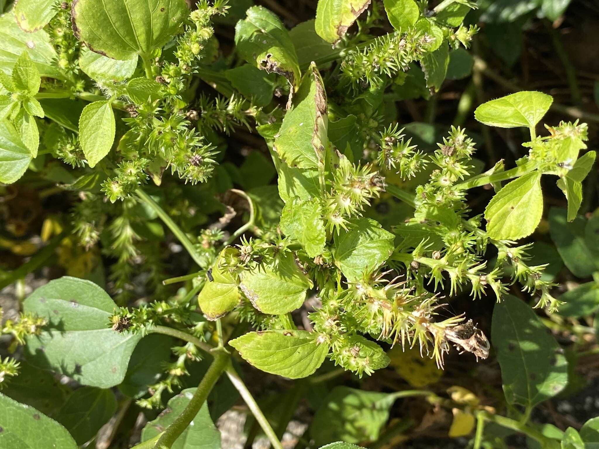 Acalypha setosa A. Rich.的圖片