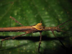 Image of Ignacia auriculata (Bolívar 1896)