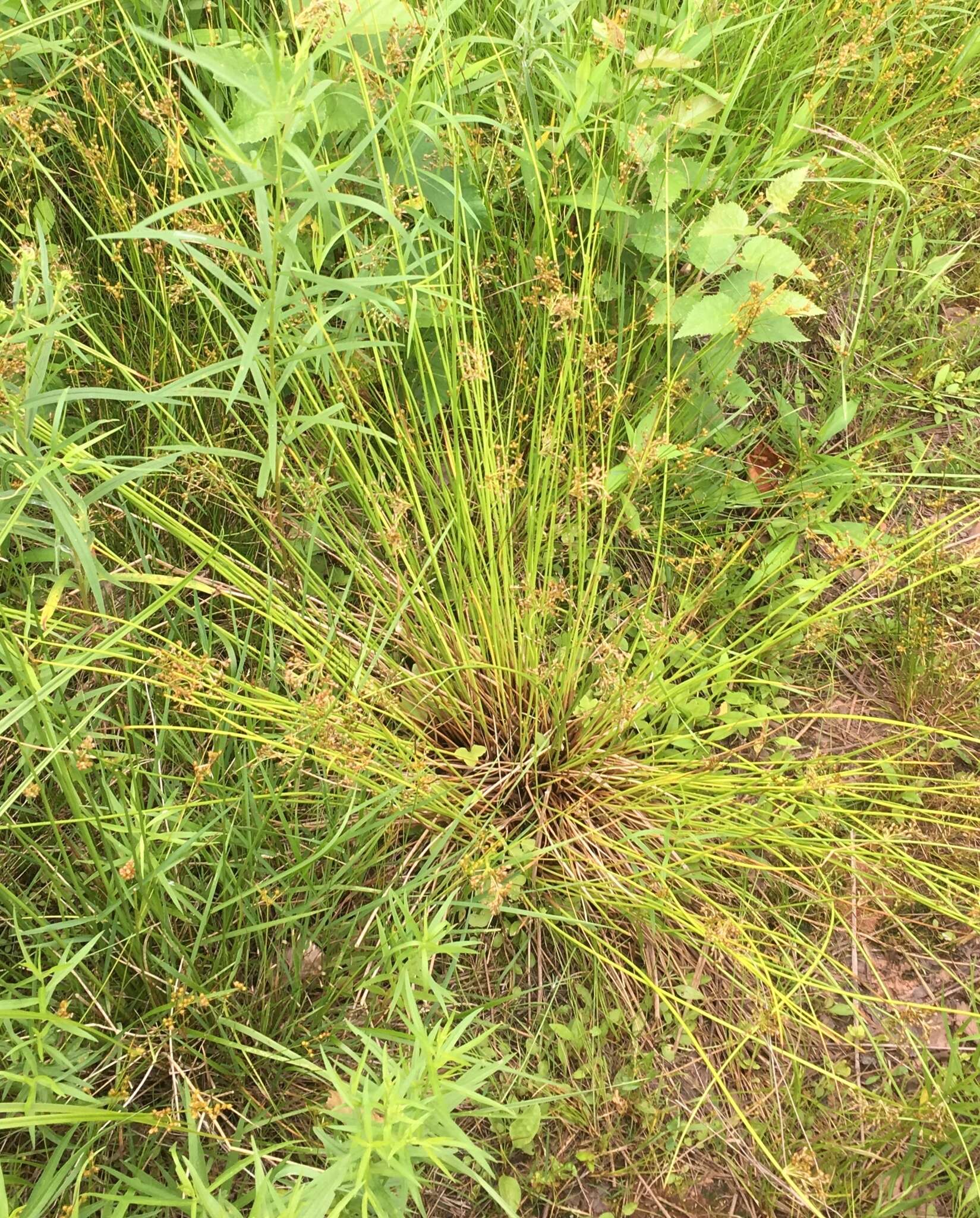 Juncus pylaei Laharpe resmi