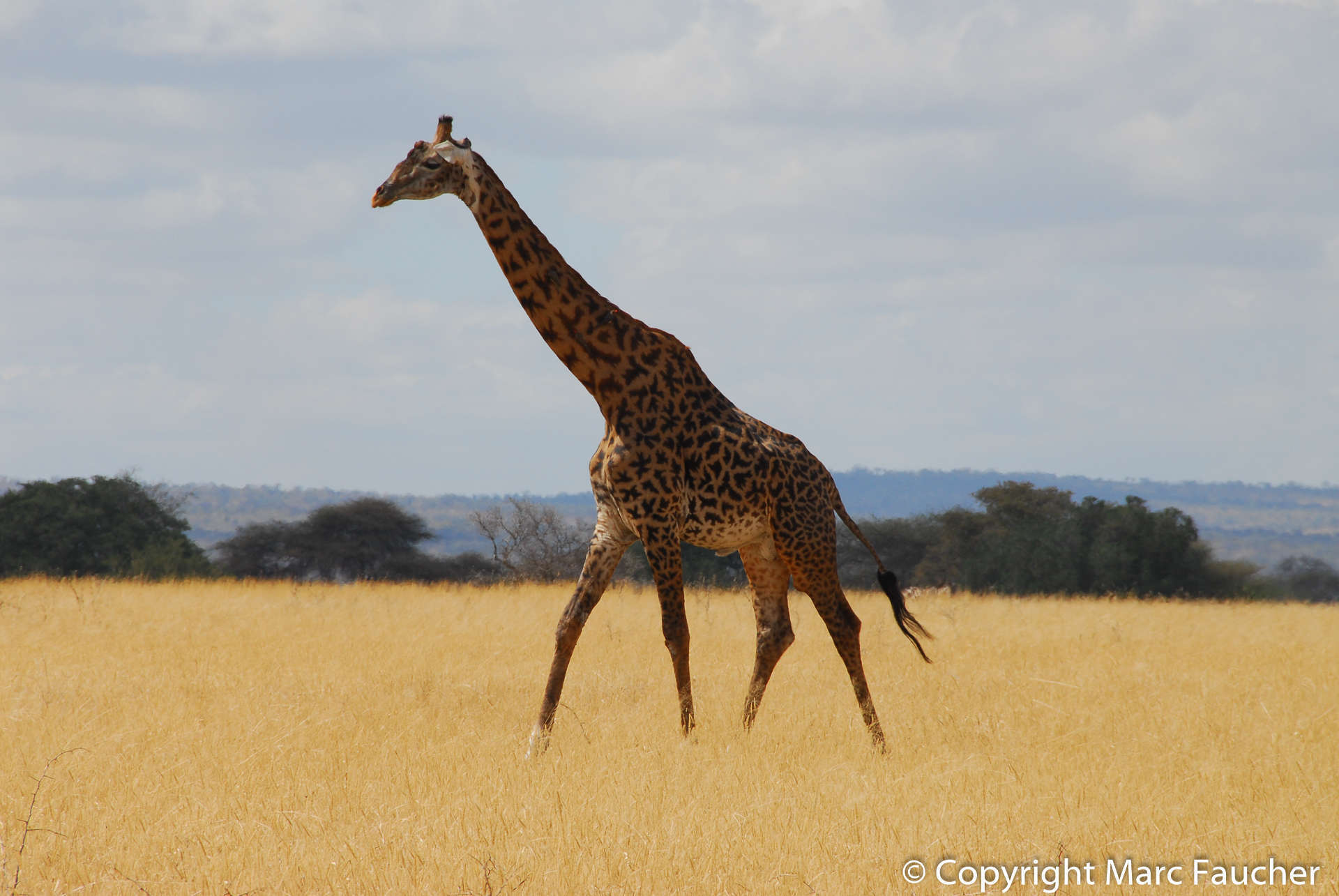 Image of Giraffa camelopardalis tippelskirchi Matschie 1898