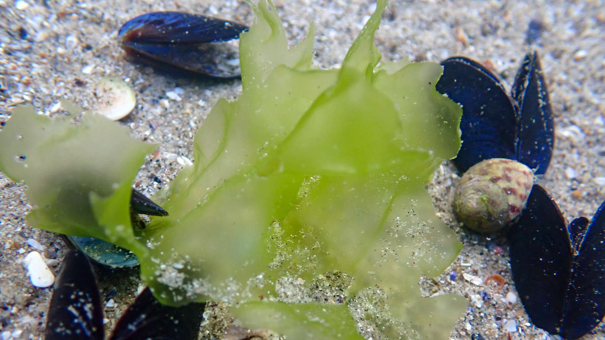 Image of Sea Lettuce