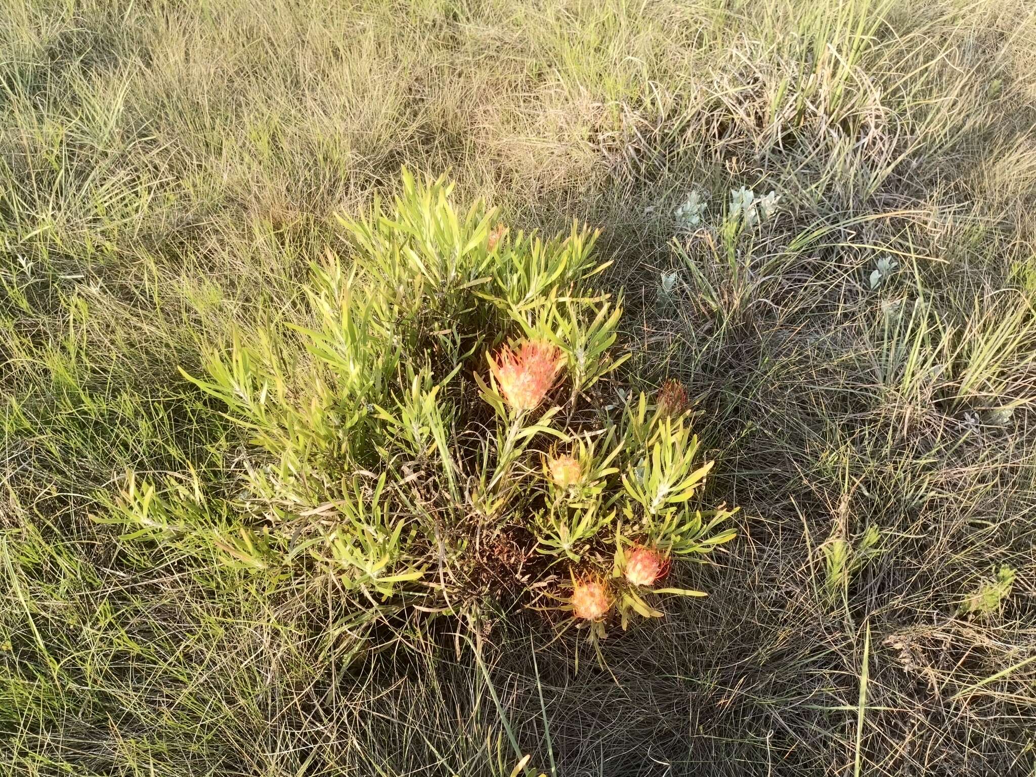 Image of Leucospermum gerrardii Stapf