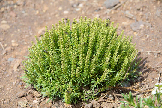 Image of Lepidium horstii Johow ex Skottsb.