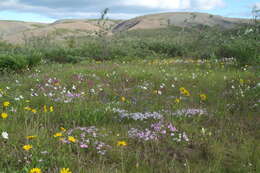 Image of Siberian phlox