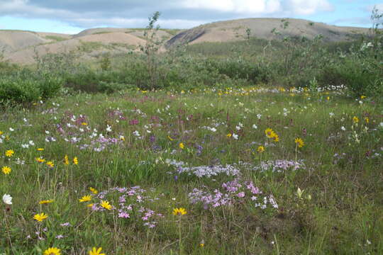 Image of Siberian phlox