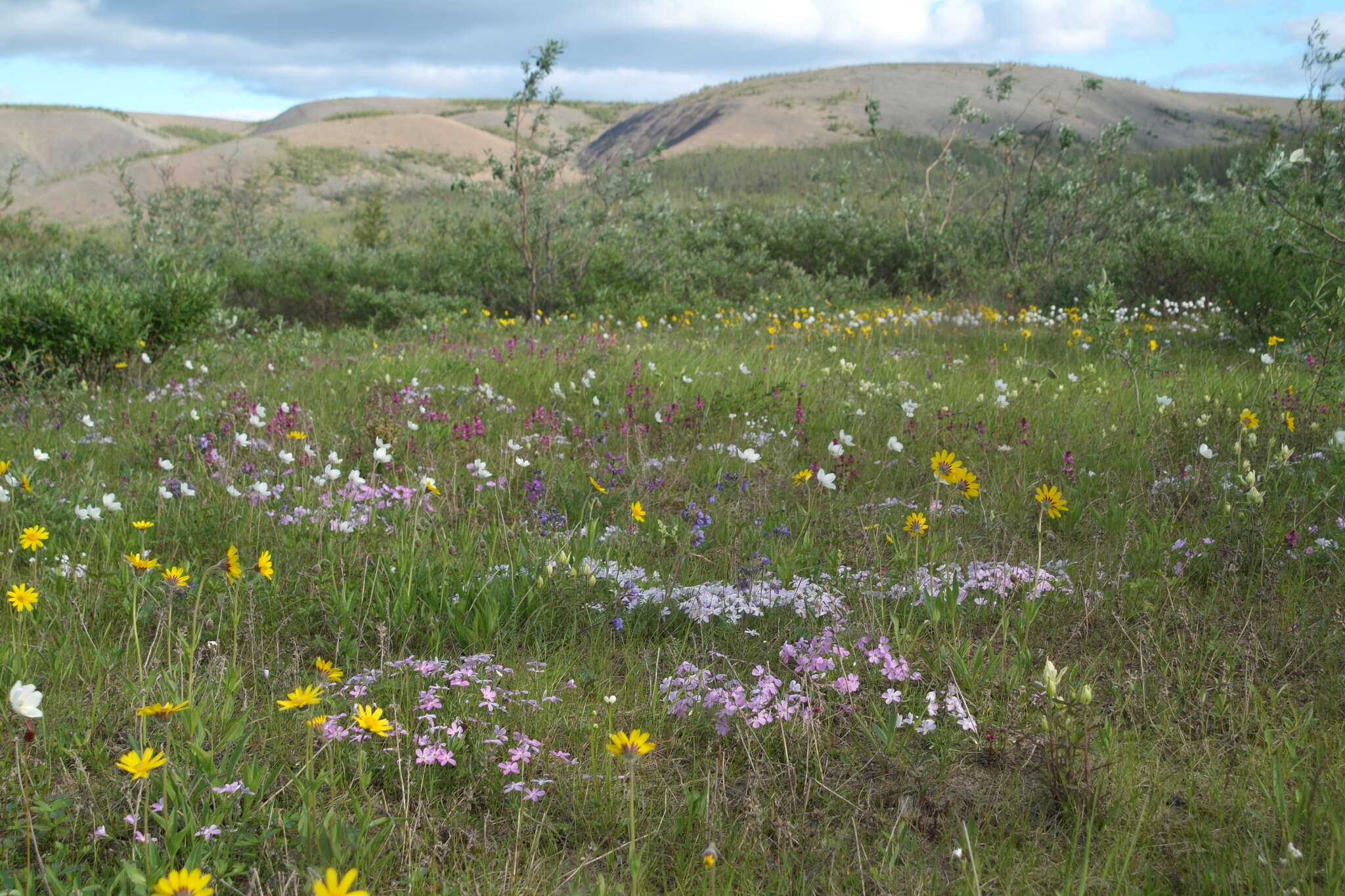 Image of Siberian phlox