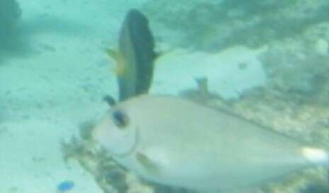 Image of Horseface Unicornfish