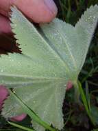 Слика од Alchemilla xanthochlora Rothm.