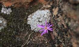 Image of Conophytum minusculum subsp. minusculum