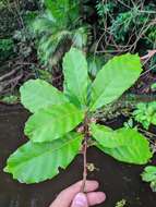 Image of caskfruit