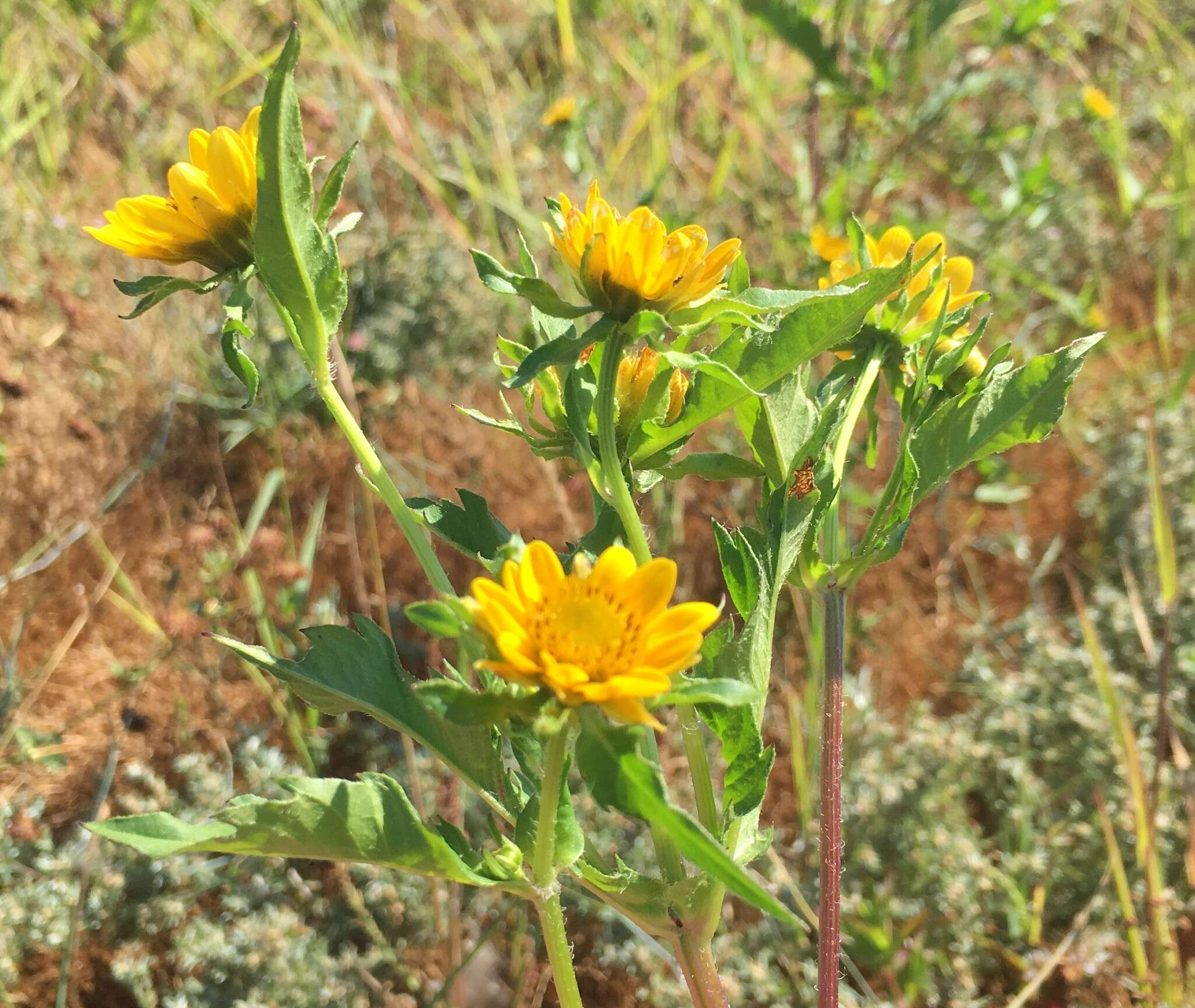 صورة Bidens amplissima Greene