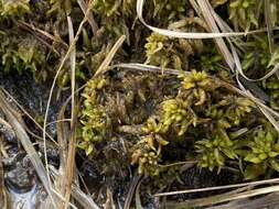 Sphagnum denticulatum Bridel 1826的圖片