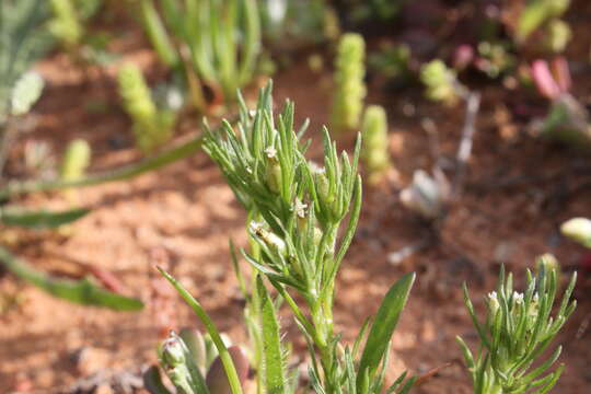 Imagem de Rhodanthe pygmaea (DC.) P. G. Wilson