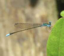 Imagem de Nehalennia gracilis Morse 1895