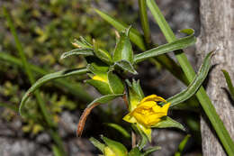 Image of Hibbertia vaginata (Benth.) F. Müll.