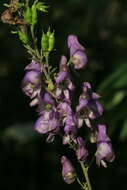 Sivun Aconitum sachalinense F. Schmidt kuva