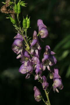 Image of Aconitum sachalinense F. Schmidt