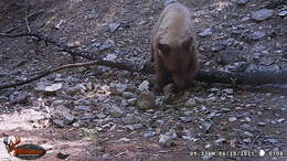 Image of Ursus americanus machetes Elliot 1903