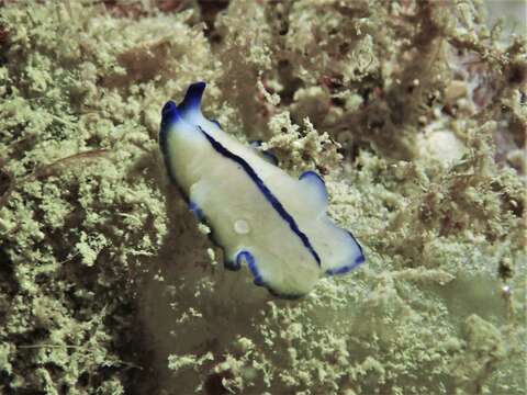 Image of Pseudoceros concinnus (Collingwood 1876)