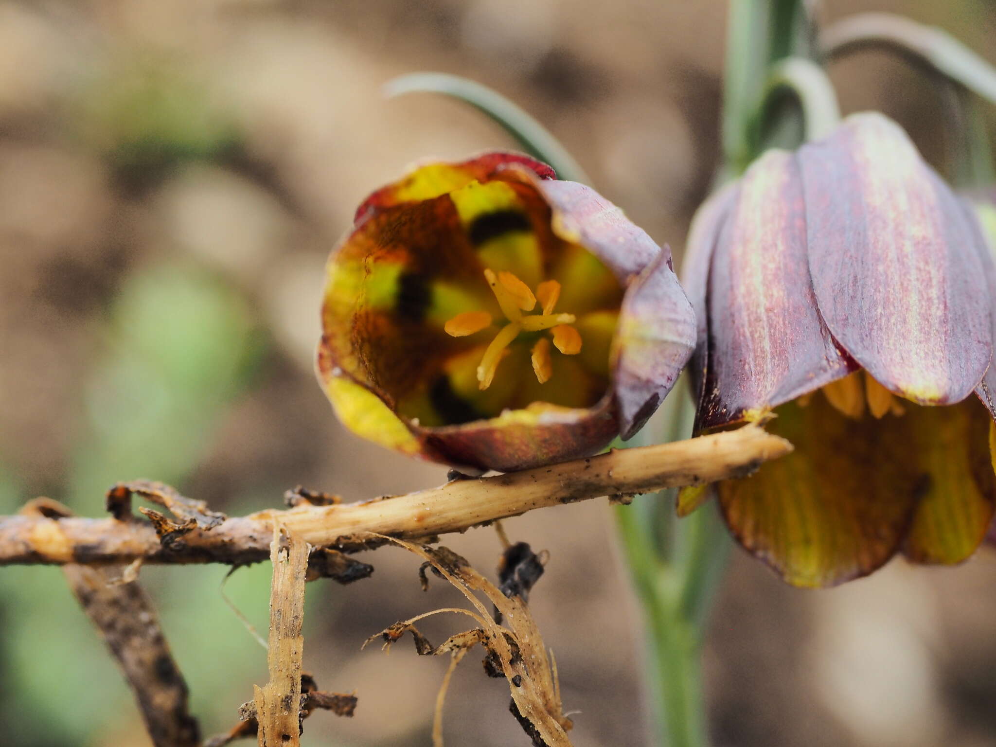 Image of Fritillaria lusitanica Wikstr.