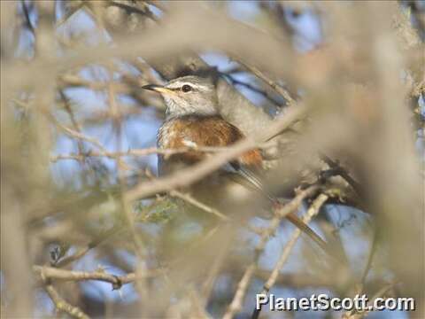 Image of White-browed Scrub Robin