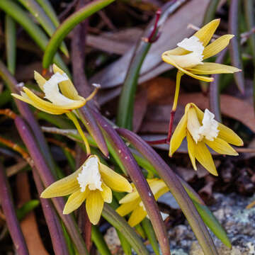 Dendrobium striolatum Rchb. fil. resmi