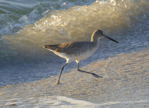 Image of Willet