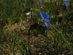 Image of birdbill dayflower