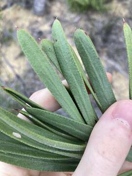 Image of Melaleuca blepharosperma (F. Müll.) Craven & R. D. Edwards