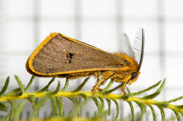 صورة Bracharoa quadripunctata Wallengren 1875