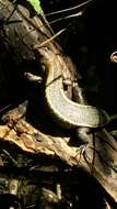 Image of western Girdled Lizard