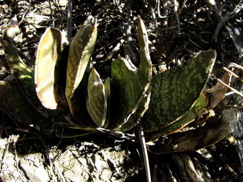 Image of Gasteria disticha var. disticha