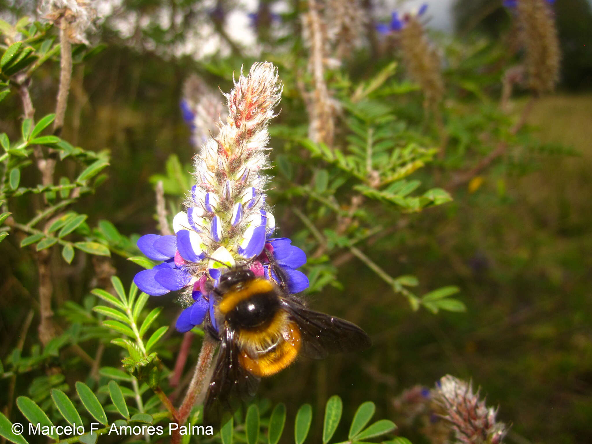 صورة Bombus robustus Smith 1854