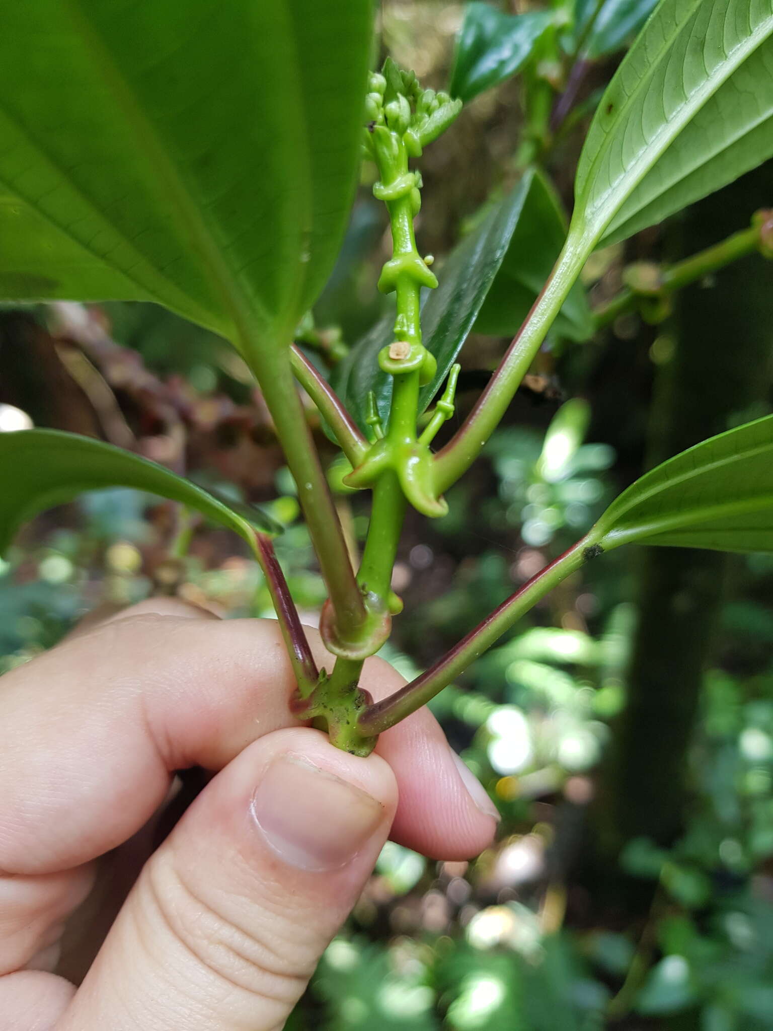 Image of Miconia amplinodis G. Umaña Dodero & F. Almeda