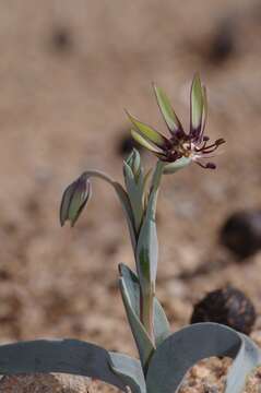 Image of Bird's tongue