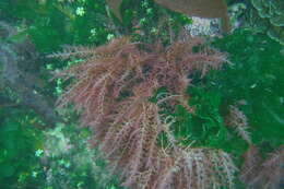 Image of Asparagopsis armata