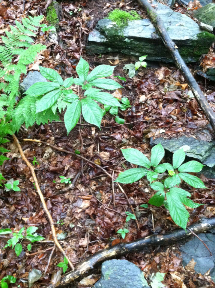 Panax quinquefolius L. resmi