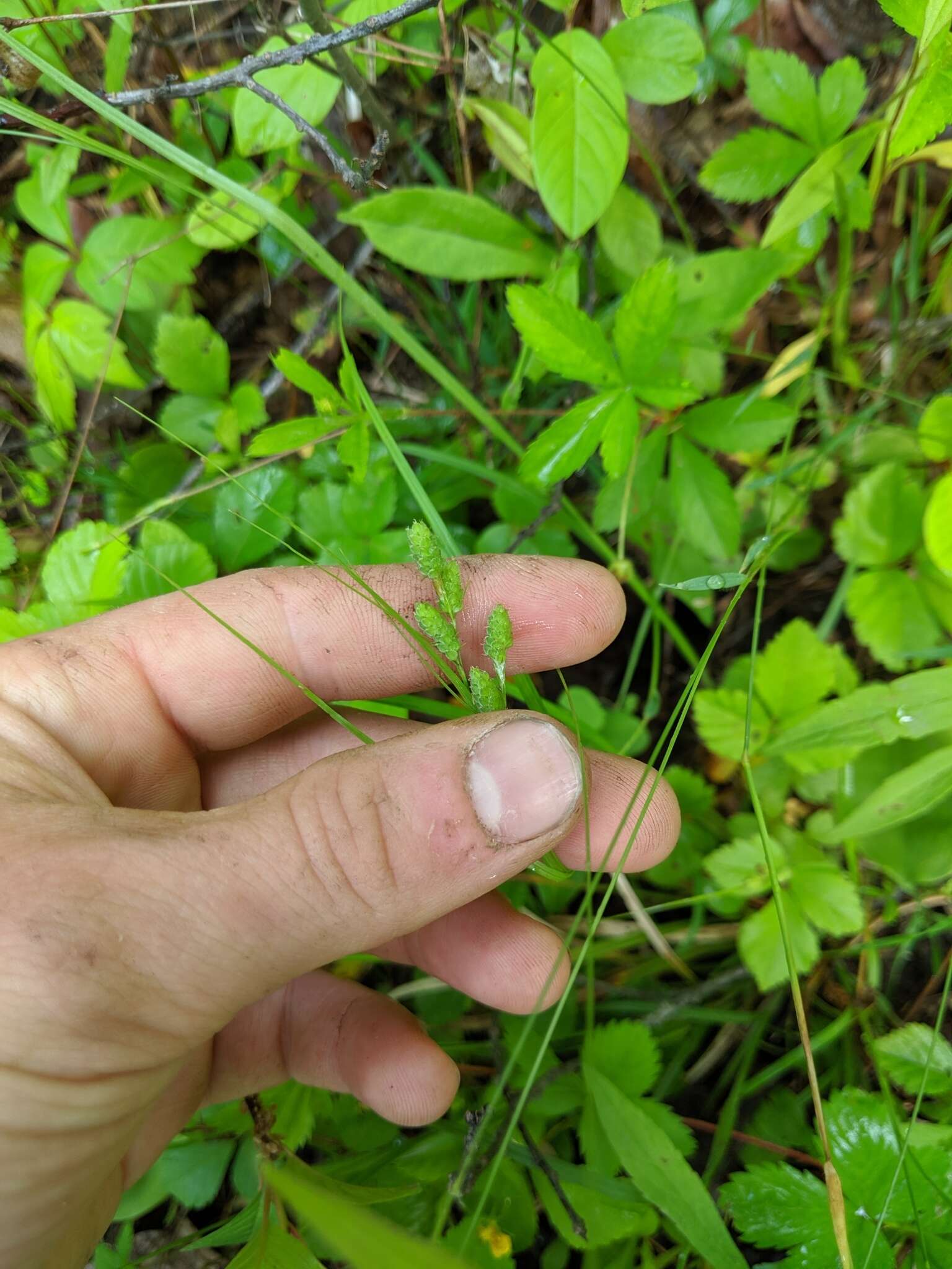 Image of Swan's sedge