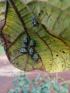 Image of <i>Sphaerocoris annulus</i>